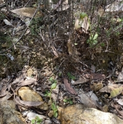 Pterostylis nutans at Namadgi National Park - suppressed