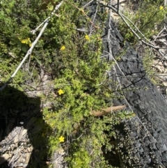 Hibbertia ericifolia subsp. ericifolia at Namadgi National Park - 7 Oct 2023