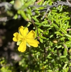 Hibbertia ericifolia subsp. ericifolia at Namadgi National Park - 7 Oct 2023