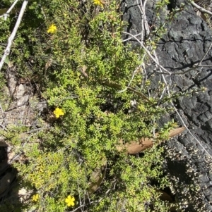 Hibbertia ericifolia subsp. ericifolia at Namadgi National Park - 7 Oct 2023 01:03 PM