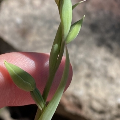 Calochilus sp. (A Beard Orchid) at Cotter River, ACT - 7 Oct 2023 by Tapirlord