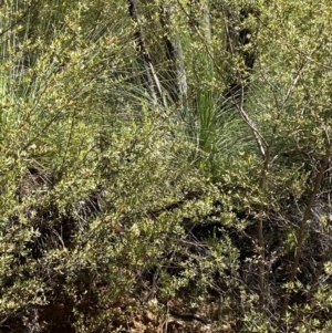 Xanthorrhoea glauca subsp. angustifolia at Namadgi National Park - suppressed