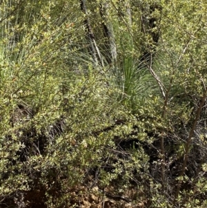 Xanthorrhoea glauca subsp. angustifolia at Namadgi National Park - 7 Oct 2023