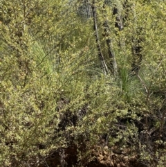 Xanthorrhoea glauca subsp. angustifolia at Namadgi National Park - 7 Oct 2023