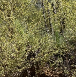 Xanthorrhoea glauca subsp. angustifolia at Namadgi National Park - suppressed