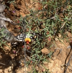 Daviesia ulicifolia subsp. ruscifolia (Broad-leaved Gorse Bitter Pea) at Cotter River, ACT - 7 Oct 2023 by Tapirlord