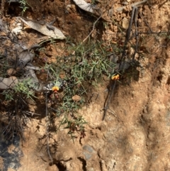 Daviesia ulicifolia subsp. ruscifolia at Namadgi National Park - 7 Oct 2023