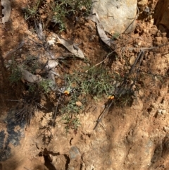 Daviesia ulicifolia subsp. ruscifolia at Namadgi National Park - 7 Oct 2023