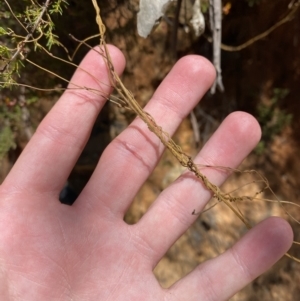Cassytha pubescens at Namadgi National Park - 7 Oct 2023