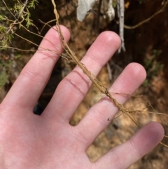 Cassytha pubescens (Devil's Twine) at Cotter River, ACT - 7 Oct 2023 by Tapirlord