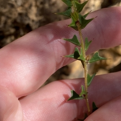 Acacia gunnii (Ploughshare Wattle) at Cotter River, ACT - 7 Oct 2023 by Tapirlord