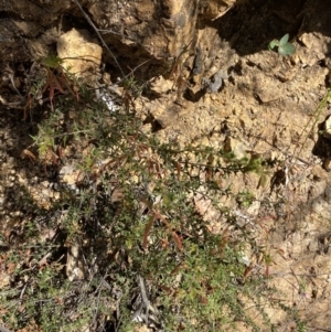 Acacia gunnii at Namadgi National Park - 7 Oct 2023