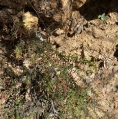 Acacia gunnii at Namadgi National Park - 7 Oct 2023