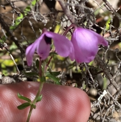 Tetratheca bauerifolia (Heath Pink-bells) at Namadgi National Park - 7 Oct 2023 by Tapirlord