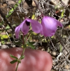 Tetratheca bauerifolia (Heath Pink-bells) at Cotter River, ACT - 7 Oct 2023 by Tapirlord