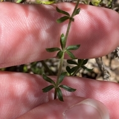 Tetratheca bauerifolia at Namadgi National Park - 7 Oct 2023