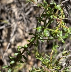 Tetratheca bauerifolia at Namadgi National Park - 7 Oct 2023 12:46 PM