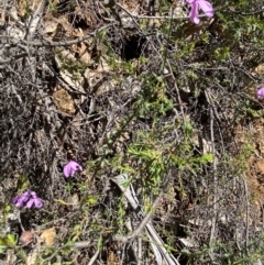 Tetratheca bauerifolia at Namadgi National Park - 7 Oct 2023 12:46 PM