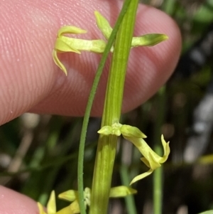 Stackhousia viminea at Namadgi National Park - 7 Oct 2023 12:46 PM