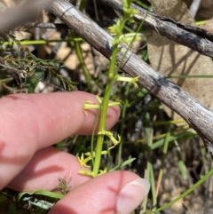 Stackhousia viminea at Namadgi National Park - 7 Oct 2023 12:46 PM