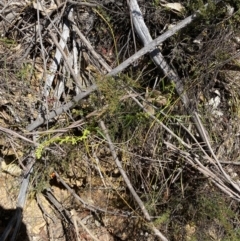 Stackhousia viminea at Namadgi National Park - 7 Oct 2023 12:46 PM