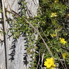 Hibbertia ericifolia subsp. ericifolia (A Guinea Flower) at Cotter River, ACT - 7 Oct 2023 by Tapirlord