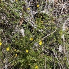 Hibbertia ericifolia subsp. ericifolia at Namadgi National Park - 7 Oct 2023 12:45 PM