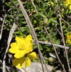 Hibbertia ericifolia subsp. ericifolia at Namadgi National Park - 7 Oct 2023 12:45 PM