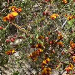 Dillwynia phylicoides (A Parrot-pea) at Cotter River, ACT - 7 Oct 2023 by Tapirlord