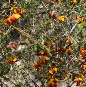 Dillwynia phylicoides at Namadgi National Park - 7 Oct 2023