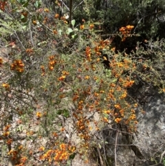 Dillwynia phylicoides at Namadgi National Park - 7 Oct 2023