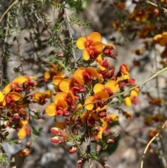 Dillwynia phylicoides at Namadgi National Park - 7 Oct 2023
