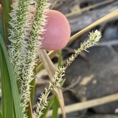 Carex gaudichaudiana (Fen Sedge) at Cotter River, ACT - 7 Oct 2023 by Tapirlord