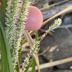 Carex gaudichaudiana at Namadgi National Park - 7 Oct 2023