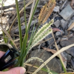 Carex gaudichaudiana at Namadgi National Park - 7 Oct 2023
