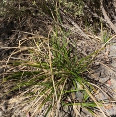 Carex gaudichaudiana at Namadgi National Park - 7 Oct 2023 12:38 PM