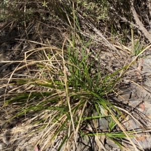 Carex gaudichaudiana at Namadgi National Park - 7 Oct 2023