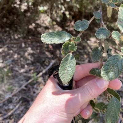 Pomaderris eriocephala (Woolly-head Pomaderris) at Cotter River, ACT - 7 Oct 2023 by Tapirlord