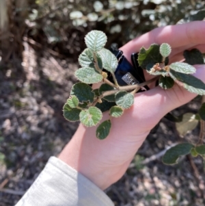 Pomaderris eriocephala at Namadgi National Park - 7 Oct 2023