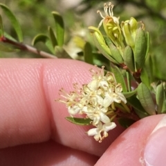 Micrantheum hexandrum (Box Micrantheum) at Cotter River, ACT - 7 Oct 2023 by Tapirlord