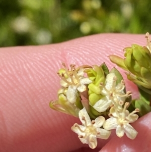 Micrantheum hexandrum at Namadgi National Park - 7 Oct 2023