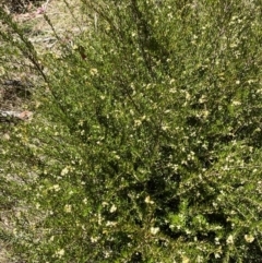 Micrantheum hexandrum at Namadgi National Park - 7 Oct 2023 12:33 PM