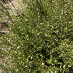 Micrantheum hexandrum at Namadgi National Park - 7 Oct 2023