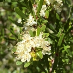 Micrantheum hexandrum at Namadgi National Park - 7 Oct 2023 12:33 PM