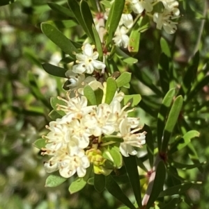 Micrantheum hexandrum at Namadgi National Park - 7 Oct 2023 12:33 PM