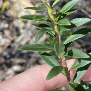 Platysace lanceolata at Namadgi National Park - 7 Oct 2023