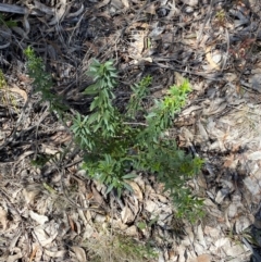 Platysace lanceolata at Namadgi National Park - 7 Oct 2023 12:32 PM