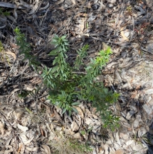 Platysace lanceolata at Namadgi National Park - 7 Oct 2023