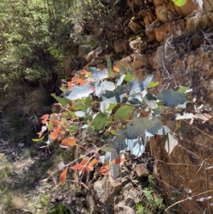 Eucalyptus dives at Namadgi National Park - 7 Oct 2023 12:31 PM