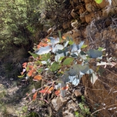 Eucalyptus dives (Broad-leaved Peppermint) at Cotter River, ACT - 7 Oct 2023 by Tapirlord